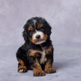 Bailey - Black and tan female Cavalier King Charles Spaniel puppy in Apple Creek, Ohio from Grandeur Valley Puppies