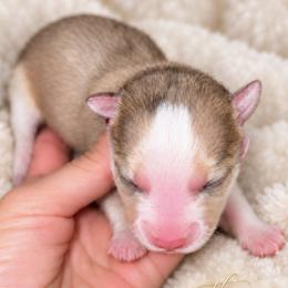 Pomsky puppies from PerfectPomskies