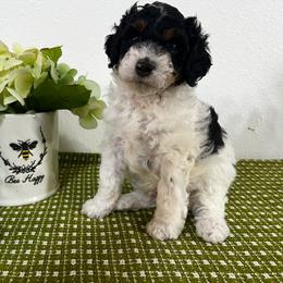 Cider - Parti male Poodle puppy in Nixa, Missouri from Foxtrot Farm Poodles