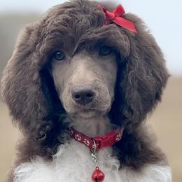 Poodles from Dreamland Standard Poodles