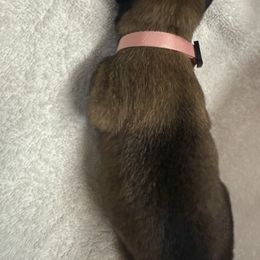 Pink Collar - Female 3 - Fawn sable female Belgian Malinois puppy in Trenton, Georgia from Laeknir K9