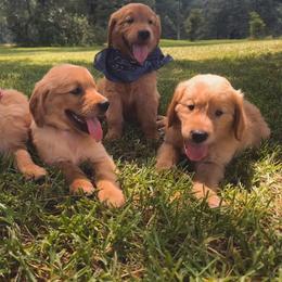 Golden Retriever Puppies from Magnolia Farm