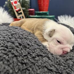 Boy 2 - Fawn and white male Bulldog puppy in Charlotte, North Carolina from Golden Leaf Kennels LLC