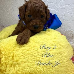 Goldendoodle and Poodle Puppies from Katy's Toy Poodles & Doodles