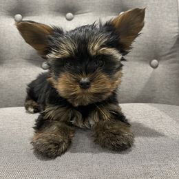 Orange - Yorkshire Terrier puppy in Elk Ridge, Utah from Janita's Yorkshire Terriers