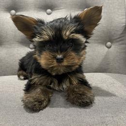Orange - Yorkshire Terrier puppy in Elk Ridge, Utah from Janita's Yorkshire Terriers