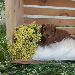 Callie - Red female Labradoodle puppy in Clinton, Ohio from P&L Doodles