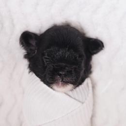 Bashful (Yellow Collar) - Black female Shihpoo puppy in Las Vegas, Nevada from Plush Toy Poodle Puppies & Pals