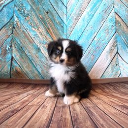 Joey - Black tri male Toy Australian Shepherd puppy in West Point, Nebraska from Plum Creek Aussies