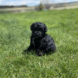 Havapoo puppies from Legacy Farmstead