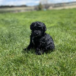 Havapoo puppies from Legacy Farmstead