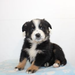 Jared - Black tri-color male Australian Shepherd puppy in Pennsylvania from New Adventures Puppies