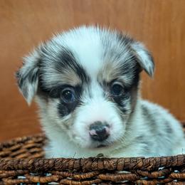 Boy 1 - Blue merle and white male Cardigan Welsh Corgi puppy in Chehalis, Washington from Triple B Corgis