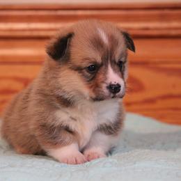 Mack - Sable male Pembroke Welsh Corgi puppy in Fort Madison, Iowa from Bellwether Acres