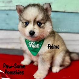 Adios - Silver and white male Pomsky puppy in Krum, Texas from Paw-Some Pomskies
