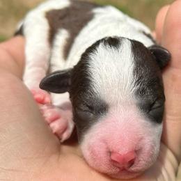 Phil - Parti male Miniature Schnauzer puppy in Clover, South Carolina from Bobo’s Babies Kennels