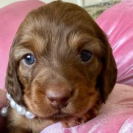 Phoebe - Chocolate and cream female Dachshund puppy in Homedale, Idaho from Jeff & Joette