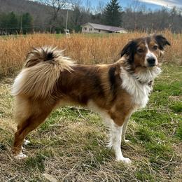 English Shepherd All Grown Up from Town & Country English Shepherds
