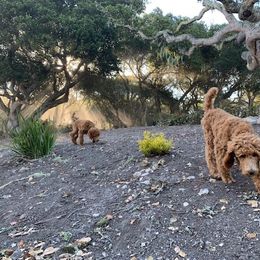 Poodle Puppies from CAStandardPoodles