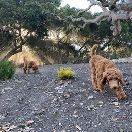 Poodle Puppies from CAStandardPoodles