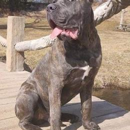 Cane Corso Puppies from Relic Cane Corso