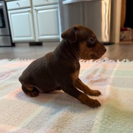 Parker - Chocolate and tan male Miniature Pinscher puppy in Eatonton, Georgia from TNT Puppies