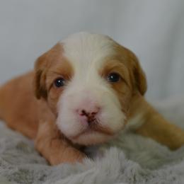Honeycrisp 'Honey'- Yellow Collar Female - Red female Bernedoodle puppy in Katy, Texas from Bluebonnet Bernedoodles of Southeast Texas