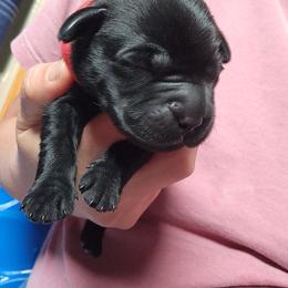 Boy 4 - Black male Labrador Retriever puppy in Saunemin, Illinois from Shooting Star Labs