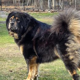 Avah - Tibetan Mastiff