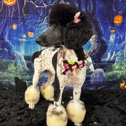 Enna - Poodle