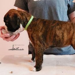 Boxers from Black Beauties Boxers