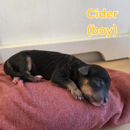 Cider - Phantom male Poodle puppy in Taylors, South Carolina from Sosebees toy & mini poodles