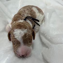 Snoopy - Parti male Goldendoodle puppy in Stratford, New Jersey from Meadow Lark Doodles