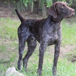 German Shorthaired Pointers from Hunter Heights Kennel