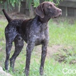 German Shorthaired Pointers from Hunter Heights Kennel