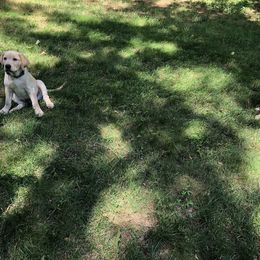 Dilute Retriever Puppies from Royalty Retrievers