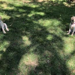Dilute Retriever Puppies from Royalty Retrievers