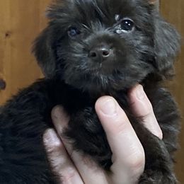 Assorted Doodle Crosses, Double Doodle, Maltipoo, Morkie, and Yorkipoo Puppies from Danza Bolo