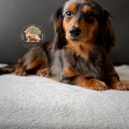 Minnie - Dachshund