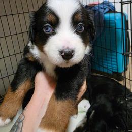 Lyra - Black tri female Miniature Australian Shepherd puppy in Dalhart, Texas from RNL Family Raised Pups