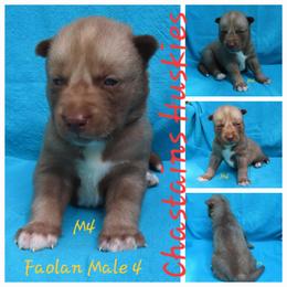 Faolan Male 4 - Red and white male Siberian Husky puppy in Hiawassee, Georgia from Chastains Huskies