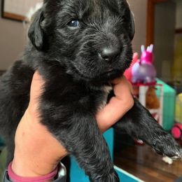 Newfoundland and Shih Tzu Puppies from Bobbi Kimball