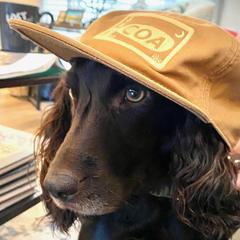 Boykin Spaniels from Sliding Creek Retrievers