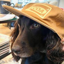 Boykin Spaniels from Sliding Creek Retrievers
