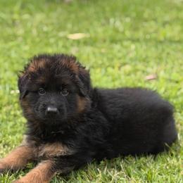 Prada - Black and red female German Shepherd puppy in Buena, New Jersey from Beauty and the Beast