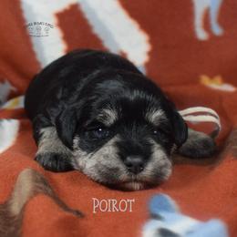 Poirot - Black and silver male Miniature Schnauzer puppy in Sedalia, Missouri from Farmer Brown's Puppies