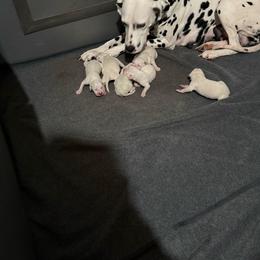 Female 5 - White and black female Dalmatian puppy in Louisa, Virginia from Dalmatian Creation LLC