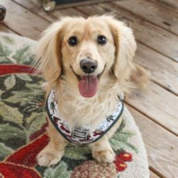 Comet - Dachshund