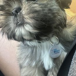 Shih Tzu Puppies from ShihTzuki Pups