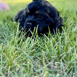 Cocker Spaniel Puppies from Priceless Pups